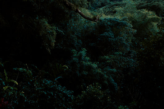 Hoy Explore Organic T-shirt - Dark Forest - Last One