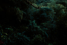 Load image into Gallery viewer, Hoy Explore Organic T-shirt - Dark Forest -Last Few