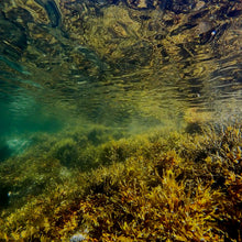 Load image into Gallery viewer, Hoy Downtown Beanie - Kelp