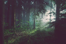 Load image into Gallery viewer, Hoy Classics T-shirt - Forest / Natural