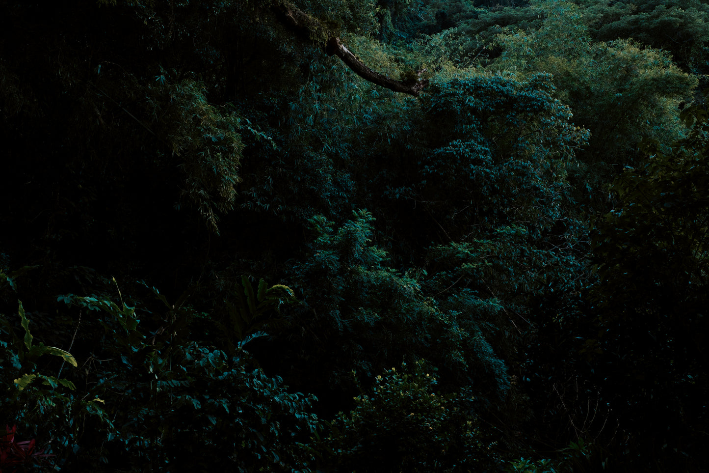 Hoy Explore Organic T-shirt - Dark Forest - Last One